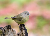 Image. Orange-crowned Warbler