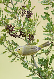 Image. Orange-crowned Warbler