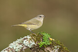 Image. Orange-crowned Warbler