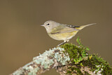 Image. Orange-crowned Warbler