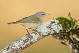 Image. Orange-crowned Warbler