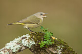 Image. Orange-crowned Warbler