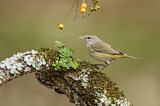 Image. Orange-crowned Warbler