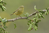 Image. Orange-crowned Warbler
