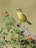 Image. Orange-crowned Warbler
