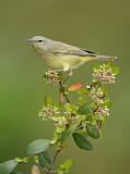 Image. Orange-crowned Warbler