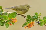 Image. Orange-crowned Warbler