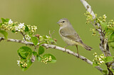 Image. Orange-crowned Warbler