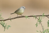 Image. Orange-crowned Warbler