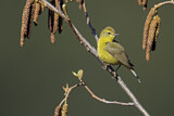 Image. Orange-crowned Warbler