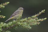 Image. Orange-crowned Warbler