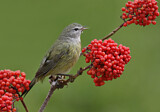 Image. Orange-crowned Warbler