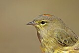 Image. Orange-crowned Warbler