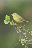 Image. Orange-crowned Warbler