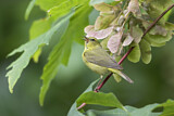 Image. Orange-crowned Warbler