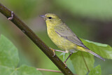 Image. Orange-crowned Warbler