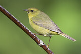 Image. Orange-crowned Warbler