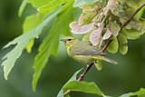 Image. Orange-crowned Warbler