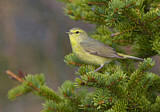 Image. Orange-crowned Warbler