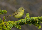 Image. Orange-crowned Warbler