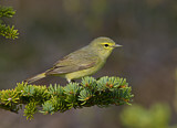 Image. Orange-crowned Warbler