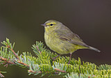 Image. Orange-crowned Warbler