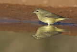 Image. Orange-crowned Warbler