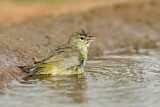 Image. Orange-crowned Warbler