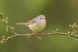 Image. Orange-crowned Warbler