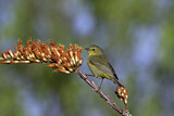 Image. Orange-crowned Warbler