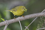 Image. Orange-crowned Warbler
