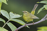 Image. Orange-crowned Warbler