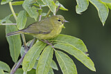 Image. Orange-crowned Warbler