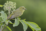 Image. Orange-crowned Warbler