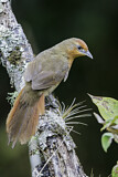 Image. Orange-eyed Thornbird