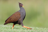 Image. Orange-footed Scrubfowl