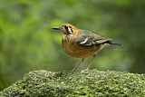 Image. Orange-headed Thrush