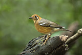 Image. Orange-headed Thrush