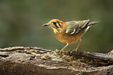 Image. Orange-headed Thrush