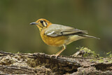 Image. Orange-headed Thrush