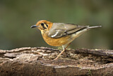 Image. Orange-headed Thrush