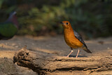 Image. Orange-headed Thrush