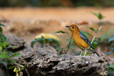 Image. Orange-headed Thrush