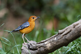 Image. Orange-headed Thrush