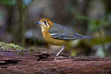 Image. Orange-headed Thrush