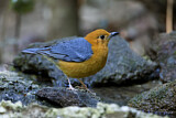 Image. Orange-headed Thrush