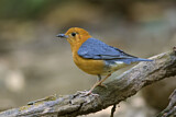 Image. Orange-headed Thrush