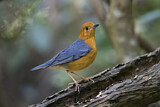 Image. Orange-headed Thrush