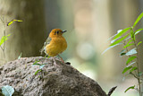 Image. Orange-headed Thrush