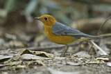 Image. Orange-headed Thrush